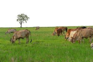 gruppo di mucche che mangiano l'erba nel grande campo foto