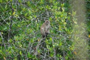messa a fuoco selettiva sulla scimmia si siede sui rami degli alberi di mangrovie con giungla sfocata sullo sfondo foto