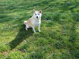 shiba inu ragazze foto