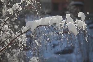 inverno innevato albero rami dopo un' bufera di neve foto