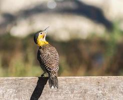 ritratto di un' picchio nel suo naturale habitat foto