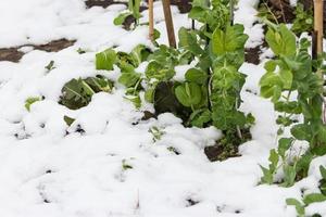 neve coperto pisello piantine foto