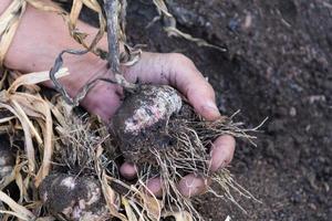 mani quello volontà raccogliere aglio nel il biologico giardino foto