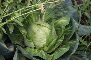 vicino su tiro di un' cavolo nel il biologico giardino foto