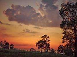 albero su prato a tramonto con sole sfondo . foto