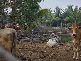 mucche azienda agricola nel Tailandia, sud-est Asia. foto