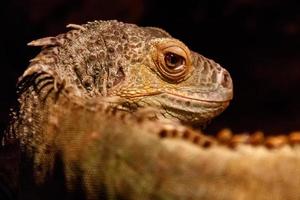 bellissimo iguana verde, iguana iguana foto