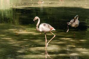 due fenicotteri nel lago foto