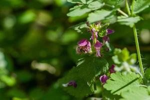 lamium purpureo fioritura nel il giardino. medicinale impianti. foto