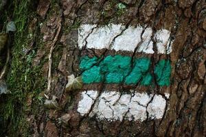 turista cartello su albero abbaio. marcatura di turista itinerari foto