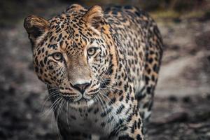 persiano leopardo, panthera pardus saxicolore foto