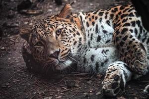 persiano leopardo, panthera pardus saxicolore foto