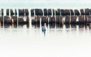 gabbiano con pali di legno in acqua foto