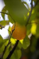 poco giallo Limone su il albero tra verde le foglie foto