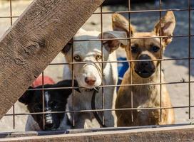 tre cuccioli dietro un recinto