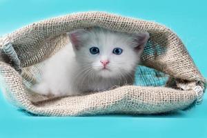 gattino bianco in un sacco