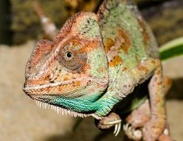 primo piano di un camaleonte colorato foto