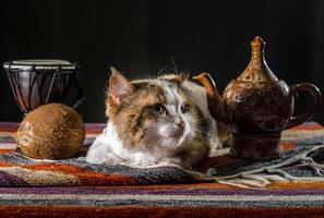 gatto con teiera e pane