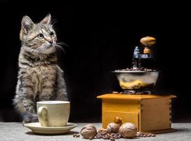 gatto con caffè tostato foto