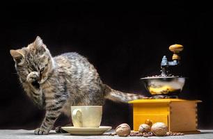 gatto con macinino da caffè foto