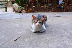 un' gatto rilassante su il strada foto