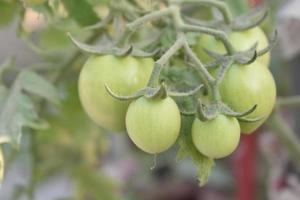 verde pomodori su il pianta foto