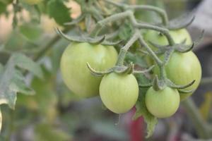 verde pomodori su il pianta foto