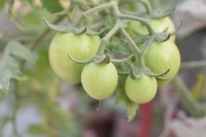 verde pomodori su il pianta foto