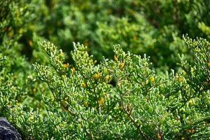 sfondo con verde originale giardino impianti avvicinamento su un' soleggiato giorno foto