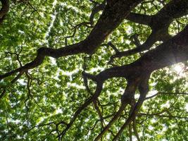 un' Basso vantaggio punto per il le foglie di pioggia albero , guardare su per il cielo foto