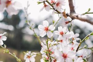 un' vicino su di un' ciliegia fiorire albero con rosa fiori foto