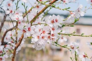 un' vicino su di un' ciliegia fiorire albero con rosa fiori foto