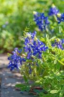 un' gruppo di lupinus texensis fiori su un' luminosa giorno nel Texas. foto