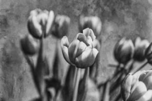 delicato primavera giallo rosso tulipano nel avvicinamento su sfondo foto