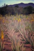 naturale grande aloe in crescita su un' azienda agricola su il canarino isola fuetaventra nel Spagna nel un' naturale habitat foto