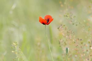 Visualizza su rosso papavero fiore su prato foto