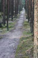 il strada attraverso il cimitero piantato con alto alberi. tronchi di conifero alberi. verticale. foto