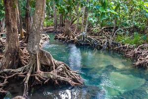 un' piccolo fiume flussi attraverso un' mangrovia foresta con di spessore alberi con contorto radici. il acqua è verde e chiaro. in giro il asiatico giungla. foto