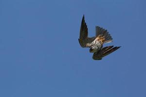 vicino su di selvaggio falco contro blu cielo foto