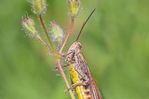 vicino su di cavalletta seduta su stelo di selvaggio fiore foto