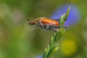 vicino su di anisoplia austriaca scarafaggio sospeso su lama foto