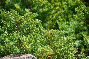 sfondo con verde originale giardino impianti avvicinamento su un' soleggiato giorno foto