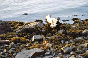 alga marina su il rocce foto