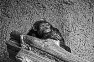 pensieroso giovane scimpanzé scimmia su ramo foto