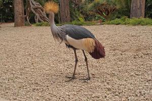 esotico grande uccello nel naturale habitat avvicinamento foto