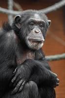 scimpanzé in giardino zoologico foto