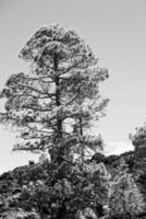 calma montagna paesaggio in giro teide su il spagnolo canarino isola tenerife foto