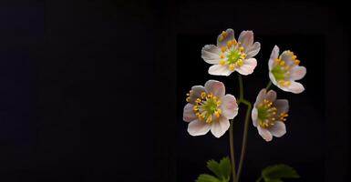 diphylleia grayi fiore nel nero sfondo ai generato foto