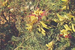 l bianca fiore su il vite tra verde le foglie avvicinamento su un' estate giorno foto