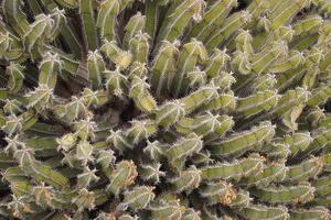 curioso grande verde originale cactus in crescita nel il giardino vicino su foto